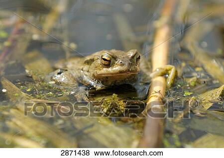Stock Photo - Close-up of African Common Toad (Amietophrynus gutturalis) in water, Altmuehlsee, Franconia, Bavaria, Germany . Fotosearch