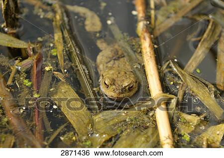 Close-up of African Common Toad (Amietophrynus gutturalis) in water, Altmuehlsee, Franconia, Bavaria, Germany View Large Photo Image Stock Photograph - Close-up of African Common Toad (Amietophrynus gutturalis) in water, Altmuehlsee, Franconia, Bavaria, Germany . Fotosearch
