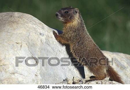 Close-up of Alpine marmot (Marmota marmota) on rock, Arizona, USA View Large Photo Image Picture - Close-up of Alpine marmot (Marmota marmota) on rock, Arizona, USA . Fotosearch