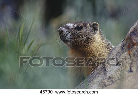 Close-up of Alpine marmot (Marmota marmota) on tree, Arizona, USA View Large Photo Image Stock Image - Close-up of Alpine marmot (Marmota marmota) on tree, Arizona, USA . Fotosearch