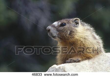 Stock Image - Close-up of Alpine marmot (Marmota marmota) on rock, Arizona, USA . Fotosearch