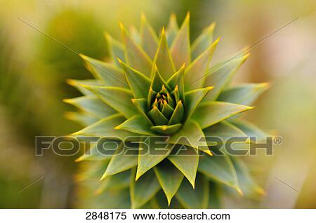 Close-up of Arokaria's leaf View Large Photo Image Stock Photography - Close-up of Arokaria's leaf . Fotosearch