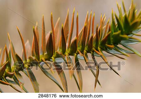 Stock Photograph - Close-up of Arokaria's leaves . Fotosearch