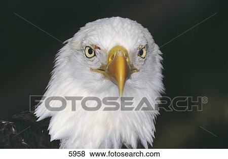 Stock Photo - Close-up of Bald Eagle (Haliaeetus leucocephalus), Florida, USA . Fotosearch