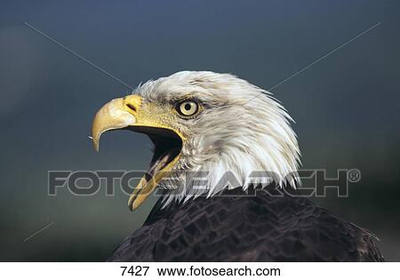 Close-up of Bald Eagle (Haliaeetus leucocephalus) View Large Photo Image Stock Photo - Close-up of Bald Eagle (Haliaeetus leucocephalus) . Fotosearch