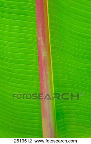 Stock Image - Close-up of banana leaf . Fotosearch