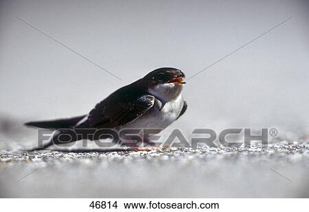 Picture - Close-up of Barn Swallow (Hirundo rustica) bird . Fotosearch