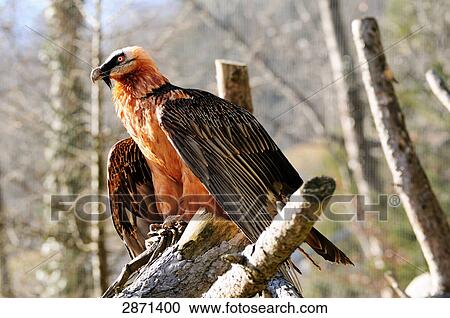 Stock Image - Close-up of Bearded vulture (Gypaetus Barbatus) perching on branch, Austria . Fotosearch