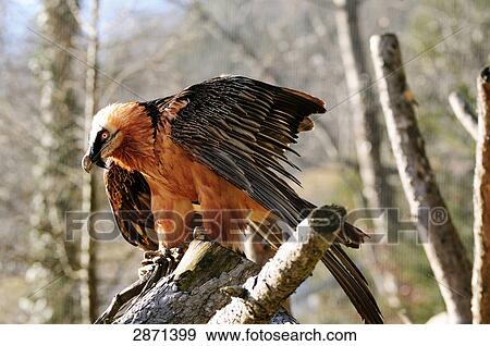 Stock Photo - Close-up of Bearded vulture (Gypaetus Barbatus) perching on branch, Austria . Fotosearch
