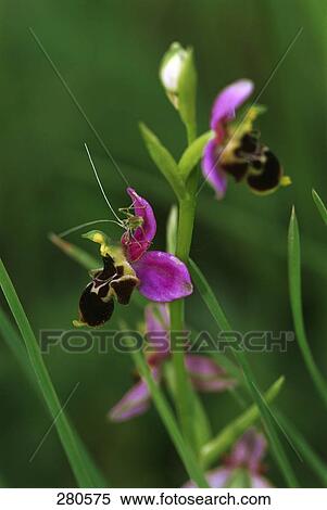 Stock Photography - Close-up of Bee Orchid (Ophrys apifera) flower, France . Fotosearch