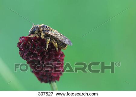 Close-up of bee perching on flower View Large Photo Image Stock Photo - Close-up of bee perching on flower . Fotosearch