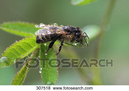 Close-up of bee perching on leaf View Large Photo Image Stock Photo - Close-up of bee perching on leaf . Fotosearch