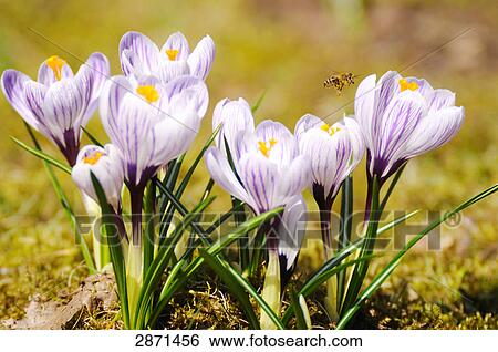 Stock Photograph - Close-up of bee pollinating crocus flower in field, Franconia, Bavaria, Germany . Fotosearch