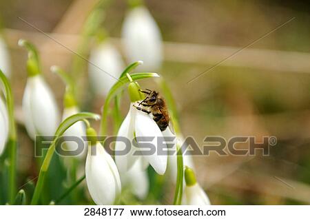 Close-up of bee pollinating snowdrop flowers in field, Franconia, Bavaria, Germany View Large Photo Image Stock Photo - Close-up of bee pollinating snowdrop flowers in field, Franconia, Bavaria, Germany . Fotosearch