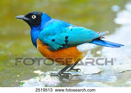 Close-up of bird View Large Photo Image Stock Image - Close-up of bird . Fotosearch