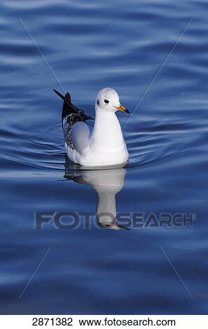 Stock Image - Close-up of Black-headed Gull (Chroicocephalus ridibundus) floating on water, Munich, Bavaria, Germany . Fotosearch