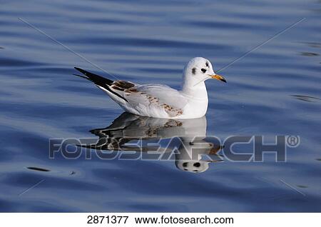 Close-up of Black-headed Gull (Chroicocephalus ridibundus) floating on water, Munich, Bavaria, Germany View Large Photo Image Stock Photo - Close-up of Black-headed Gull (Chroicocephalus ridibundus) floating on water, Munich, Bavaria, Germany . Fotosearch