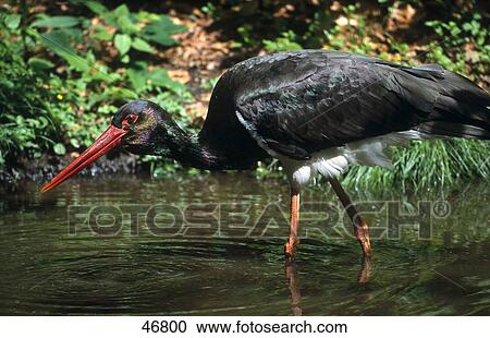 Stock Image - Close-up of Black Stork (Ciconia nigra) bird wading in water . Fotosearch