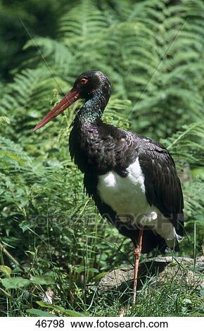 Stock Photo - Close-up of Black Stork (Ciconia nigra) bird in forest . Fotosearch
