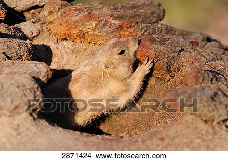 Picture - Close-up of Black-tailed Prairie dog (Cynomys ludovicianus) in den . Fotosearch