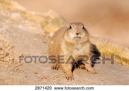 Stock Image - Close-up of Black-tailed Prairie dog (Cynomys ludovicianus) on landscape . Fotosearch
