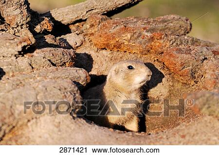 Close-up of Black-tailed Prairie dog (Cynomys ludovicianus) in den View Large Photo Image Stock Image - Close-up of Black-tailed Prairie dog (Cynomys ludovicianus) in den . Fotosearch