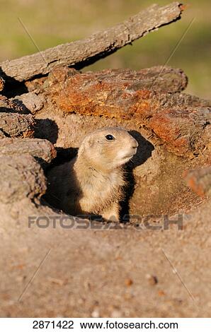 Close-up of Black-tailed Prairie dog (Cynomys ludovicianus) in den View Large Photo Image Stock Image - Close-up of Black-tailed Prairie dog (Cynomys ludovicianus) in den . Fotosearch