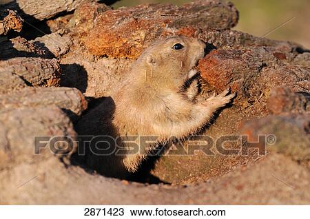 Close-up of Black-tailed Prairie dog (Cynomys ludovicianus) in den View Large Photo Image Stock Image - Close-up of Black-tailed Prairie dog (Cynomys ludovicianus) in den . Fotosearch