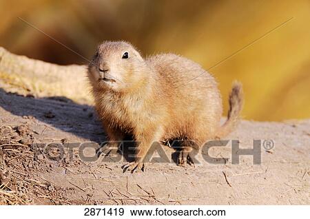 Close-up of Black-tailed Prairie dog (Cynomys ludovicianus) on landscape View Large Photo Image Stock Photo - Close-up of Black-tailed Prairie dog (Cynomys ludovicianus) on landscape . Fotosearch