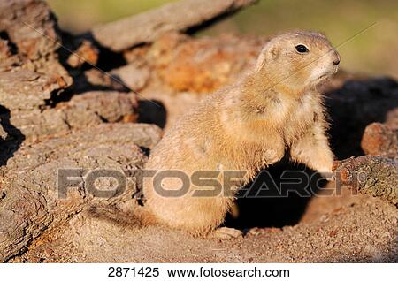 Close-up of Black-tailed Prairie dog (Cynomys ludovicianus) in den View Large Photo Image Stock Photography - Close-up of Black-tailed Prairie dog (Cynomys ludovicianus) in den . Fotosearch