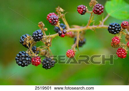 Stock Image - Close-up of blackberries . Fotosearch