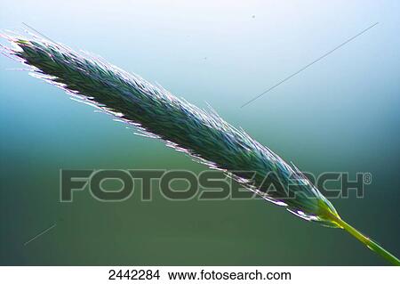Close-up of blade of grass View Large Photo Image Picture - Close-up of blade of grass . Fotosearch