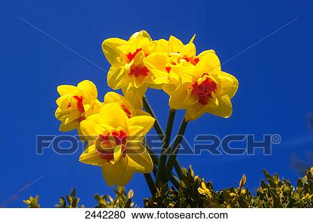 Stock Image - Close-up of blooming daffodil flowers against blue sky . Fotosearch