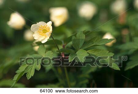 Stock Image - Close-up of blooming flower of anemone Close-up of blooming flower of anemone . Fotosearch