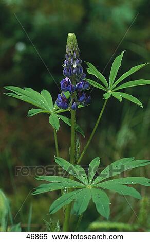 Close-up of blooming flower of Lupin (Lupinus polyphyllus) View Large Photo Image Stock Photography - Close-up of blooming flower of Lupin (Lupinus polyphyllus) . Fotosearch