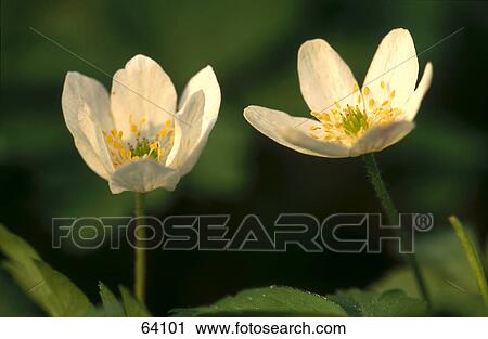 Stock Image - Close-up of blooming flowers of anemone . Fotosearch