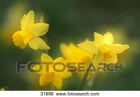 Stock Photo - Close-up of blooming flowers of Wild daffodil (Narcissus pseudonarcissus) in garden, Oberpfalz, Germany . Fotosearch