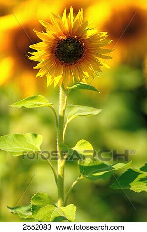 Close-up of blooming Sunflower (Helianthus annus) View Large Photo Image Stock Image - Close-up of blooming Sunflower (Helianthus annus) . Fotosearch