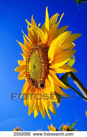 Stock Image - Close-up of blooming Sunflower (Helianthus annus) . Fotosearch