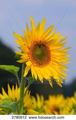 Stock Image - Close-up of blooming Sunflower (Helianthus Annus) . Fotosearch