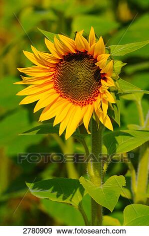Stock Photo - Close-up of blooming Sunflower (Helianthus Annus) . Fotosearch