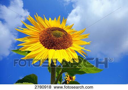 Close-up of blooming Sunflower (Helianthus Annus) View Large Photo Image Stock Photo - Close-up of blooming Sunflower (Helianthus Annus) . Fotosearch