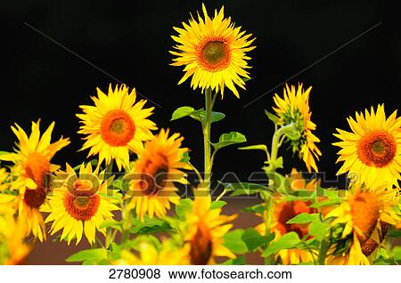 Close-up of blooming Sunflowers (Helianthus Annus) View Large Photo Image Stock Photo - Close-up of blooming Sunflowers (Helianthus Annus) . Fotosearch