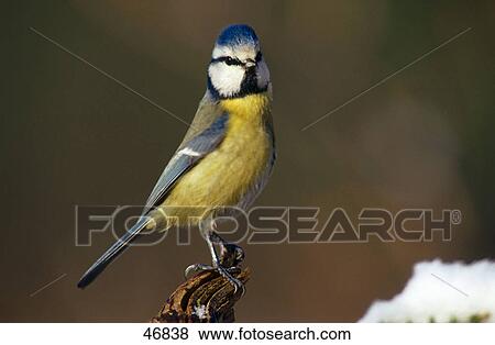 Stock Photo - Close-up of Blue Tit (Parus caeruleus) bird perching on wood, Germany . Fotosearch