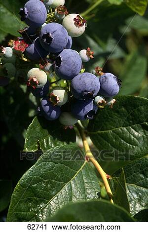 Stock Image - Close-up of blueberries on tree . Fotosearch