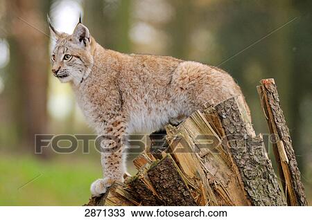 Stock Image - Close-up of bobcat (Lynx rufus) standing on tree stump in forest, Bavarian Forest National Park, Bavaria, Germany . Fotosearch