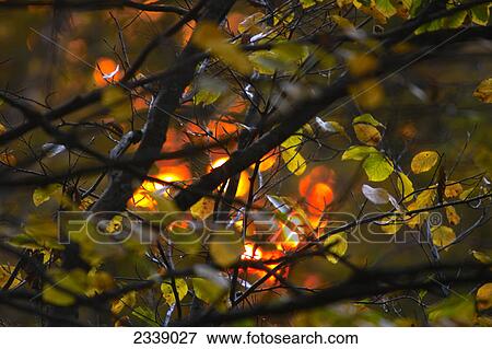 Close-up of branches at sunset, Bavarian Forest National Park, Bavaria, Germany View Large Photo Image Stock Photo - Close-up of branches at sunset, Bavarian Forest National Park, Bavaria, Germany . Fotosearch