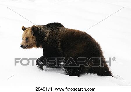Close-up of Brown bear (Ursus arctos) walking in snow, Bavarian Forest National Park, Bavaria, Germany  View Large Photo Image Stock Image - Close-up of Brown bear (Ursus arctos) walking in snow, Bavarian Forest National Park, Bavaria, Germany . Fotosearch