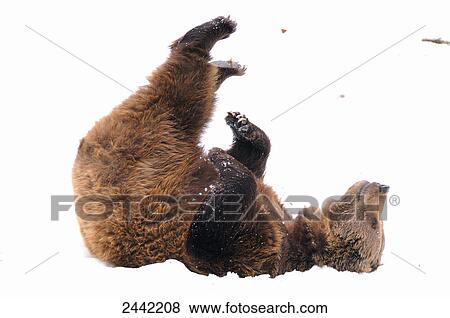 Close-up of Brown bear (Ursus arctos) lying in snow View Large Photo Image Stock Photo - Close-up of Brown bear (Ursus arctos) lying in snow . Fotosearch