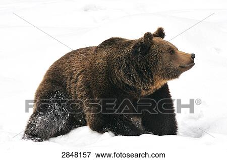 Stock Photo - Close-up of Brown bear (Ursus arctos) walking in snow, Bavarian Forest National Park, Bavaria, Germany . Fotosearch